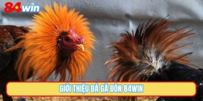 Giới thiệu đá gà đòn 84WIN