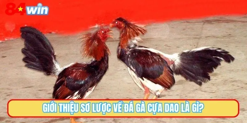 Giới thiệu sơ lược về đá gà cựa dao là gì?