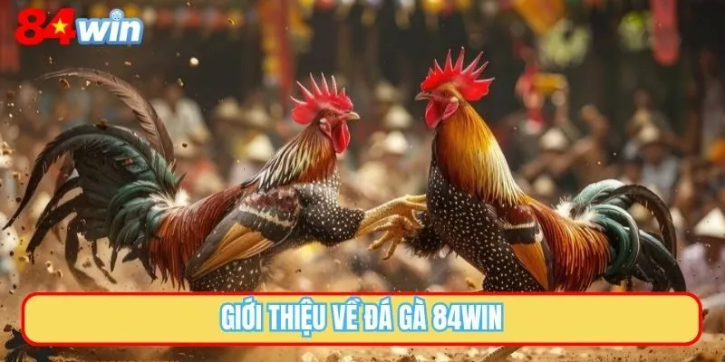 Giới thiệu về đá gà 84WIN