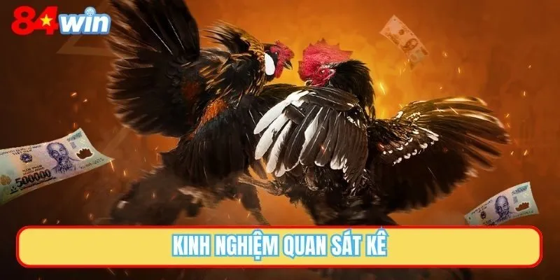 Kinh nghiệm quan sát kê