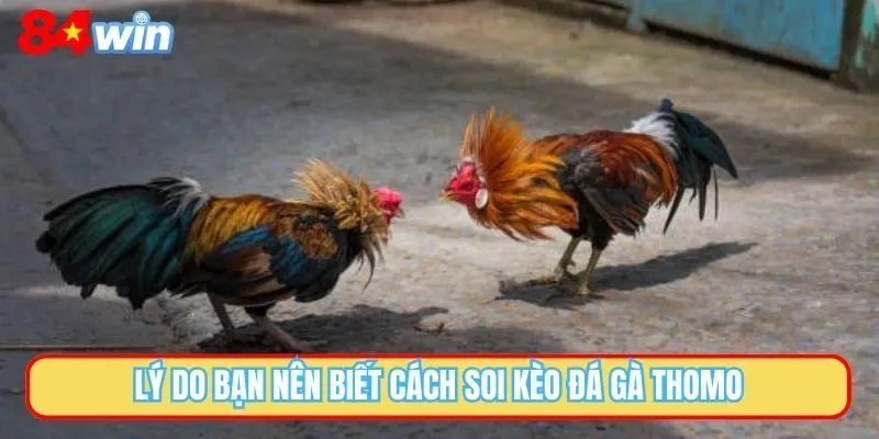 Lý do bạn nên biết cách soi kèo đá gà Thomo