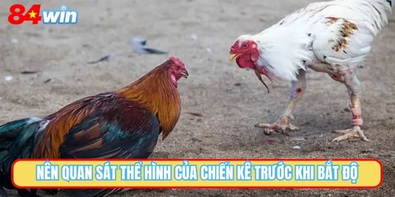 Nên quan sát thể hình của chiến kê trước khi bắt độ